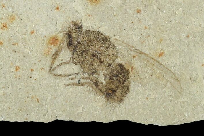 Fossil Seed And Fly - Green River Formation, Utah #108826